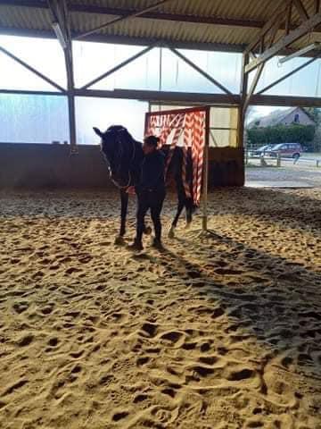 travail du cheval travail du cheval
