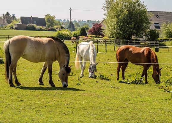 pension pour cheval