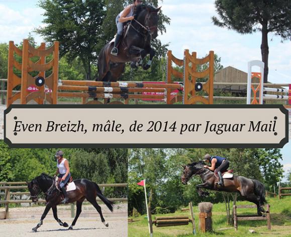 concours chevaux