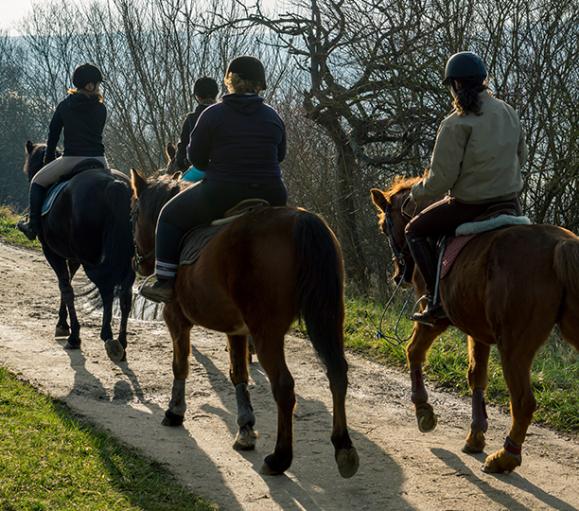 cours de chevaux