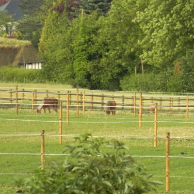 pâturage chevaux