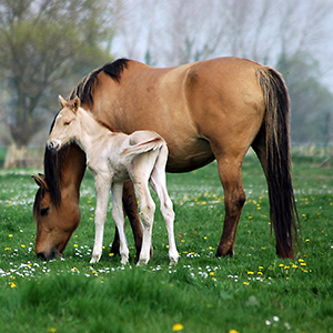 cheval et poulain